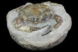 D Fossil Crab (Pulalius) Washington - Washington State #67570-2